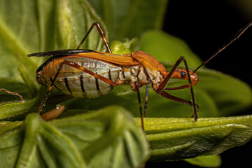 Adult Assassin Bug