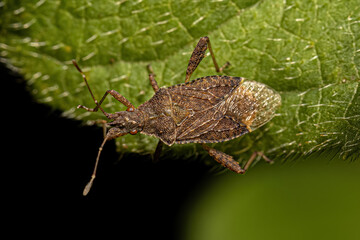 Adult Scentless Plant Bug