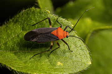 Adult Plant Bug