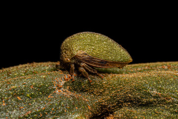 Adult Buffalo Treehopper