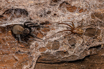 Southern House Spider
