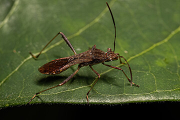 Adult Male Broad headed Bug