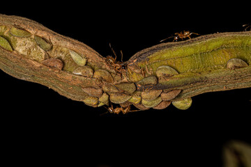 Adult Buffalo Treehoppers