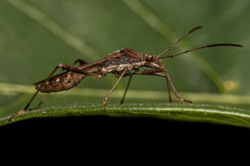 Adult Male Broad headed Bug