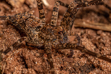 Adult Wandering Spider