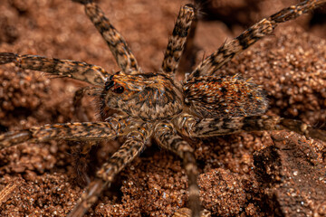 Adult Wandering Spider