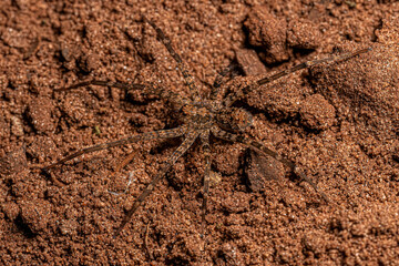Adult Wandering Spider