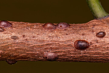 Small Scale Insects