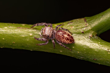 Small Jumping Spider