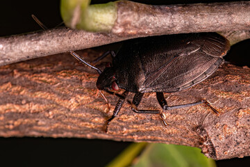 Adult Stink bug