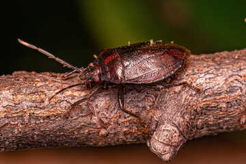 Adult Stink bug