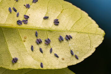 Adult Citrus Black Fly Insect