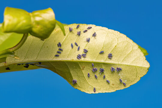 Adult Citrus Black Fly Insect
