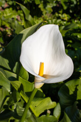 white lily in the garden