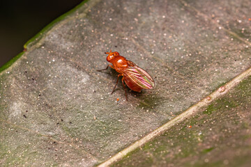 Adult Acalyptrate Fly