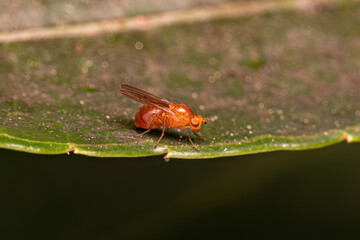 Adult Acalyptrate Fly