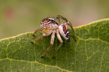 Small Jumping Spider