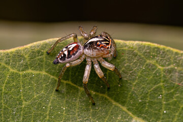 Small Jumping Spider