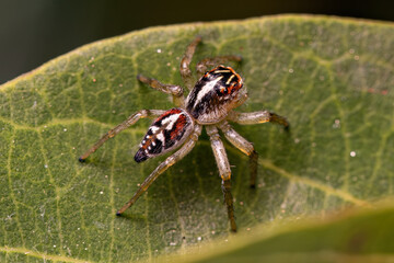 Small Jumping Spider