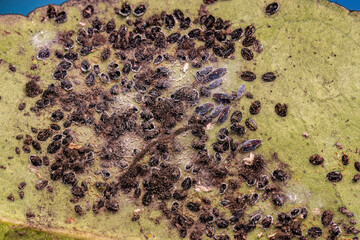 Citrus Black Fly Insects