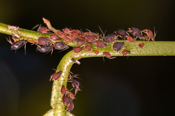 Group of small red aphids