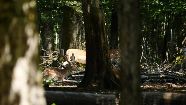 Fallow deer in natural environment. Vision Park in Auberive region, France. Slow motion