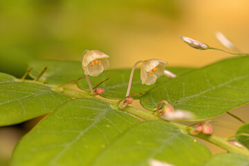 Small Wind Plant