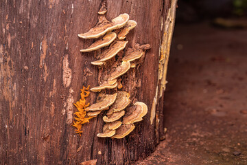 Small Fungi in a trunk