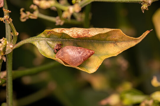 Small Helicinan Snail