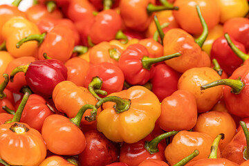 Set of collected pepper berries