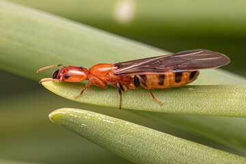 Adult Cecropia Ant Queen