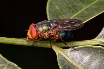 Adult Blow Fly