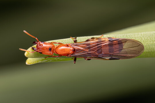 Adult Cecropia Ant Queen