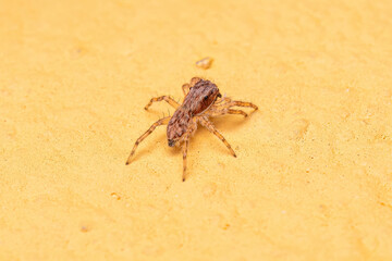 Small Gray Wall Jumping Spider