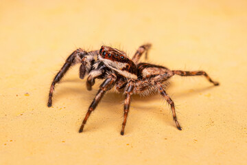 Adult Male Gray Wall Jumping Spider