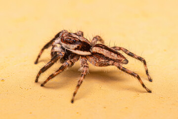 Adult Male Gray Wall Jumping Spider