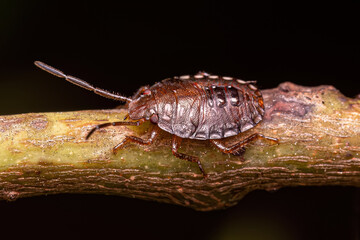 Small Stink bug