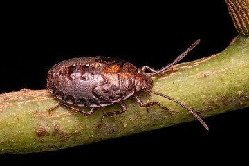 Small Stink bug