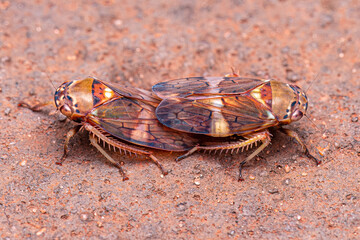 Adult Typical Leafhopper © ViniSouza128