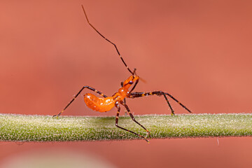 Assassin Bug Nymph