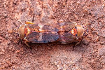 Adult Typical Leafhopper © ViniSouza128