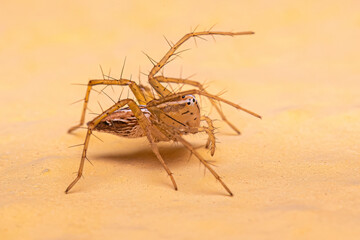 Female Striped Lynx Spider