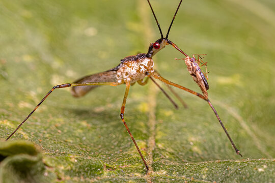 Adult Assassin Bug