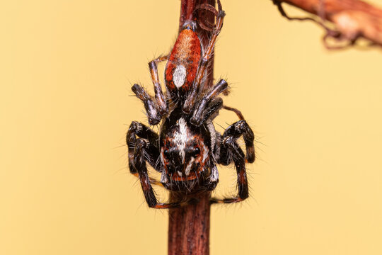 Adult Male Jumping Spider
