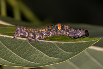 small Butterfly larva