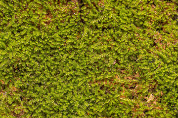 Green True Mosses