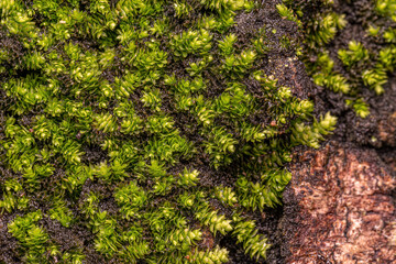 Green True Mosses