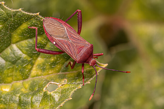 Adult Leaf-footed Bug