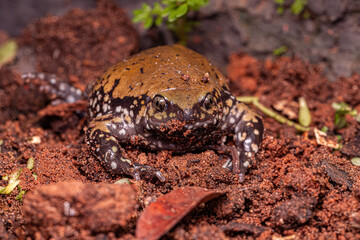 Small Muller Termite Frog