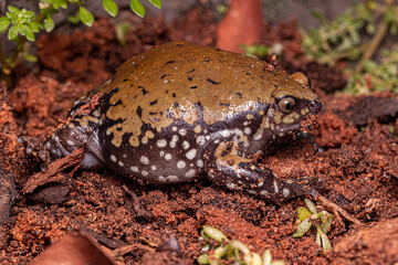 Small Muller Termite Frog